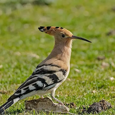 Mulino A Vento Nyaraló Fauglia