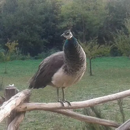 Mulino A Vento * Fauglia